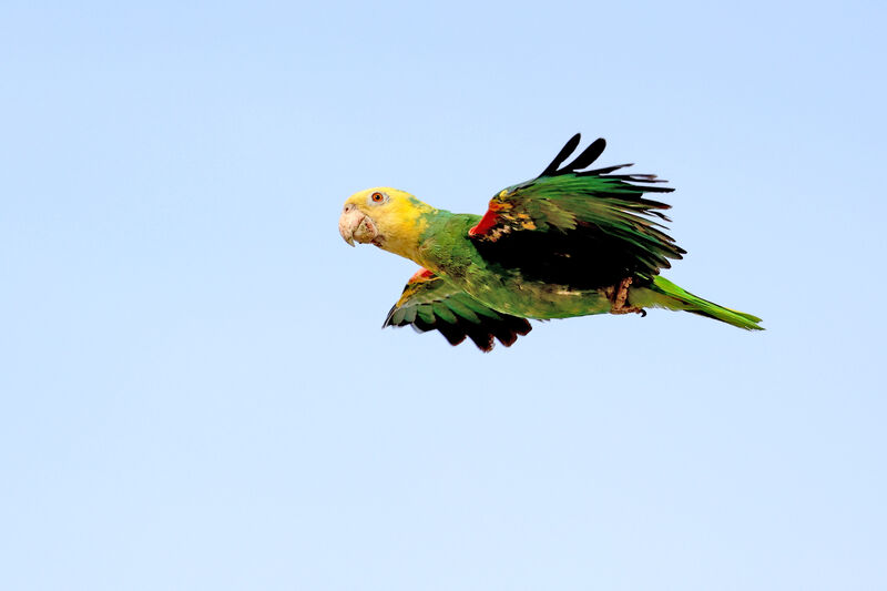 Amazone à tête jaune