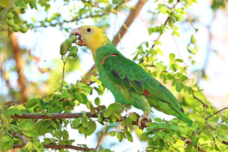 Yellow-headed Amazon, eats