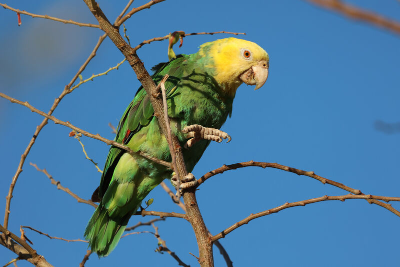 Amazone à tête jaune