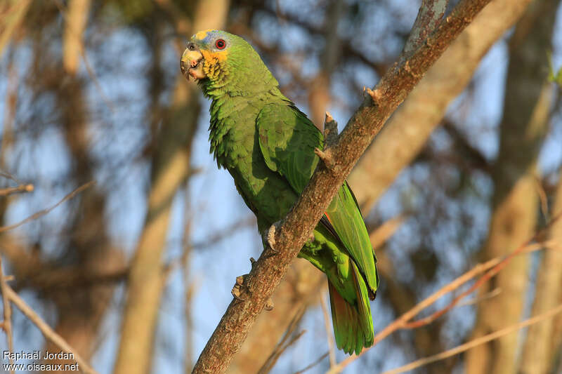 Orange-winged Amazonadult, identification