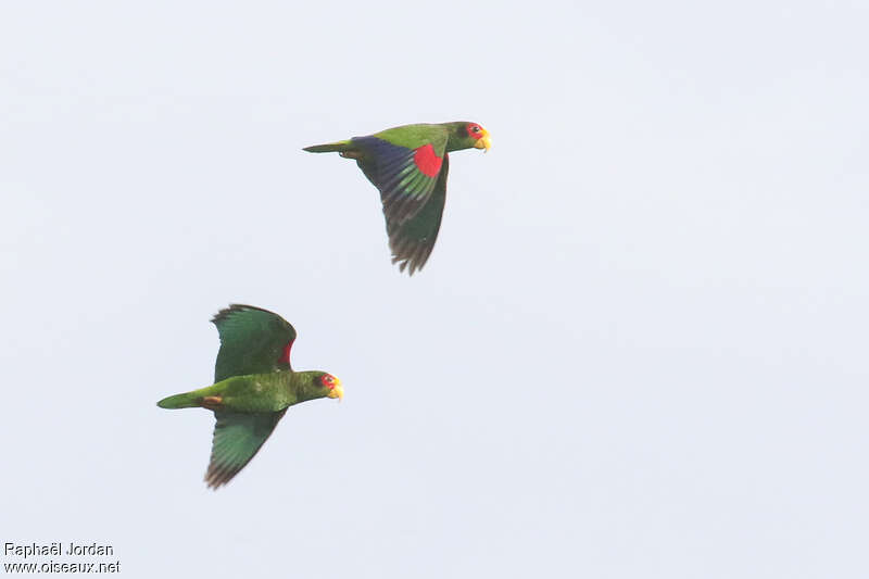 Amazone du Yucatan