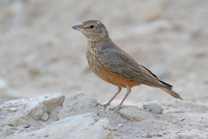 Rufous-tailed Larkadult