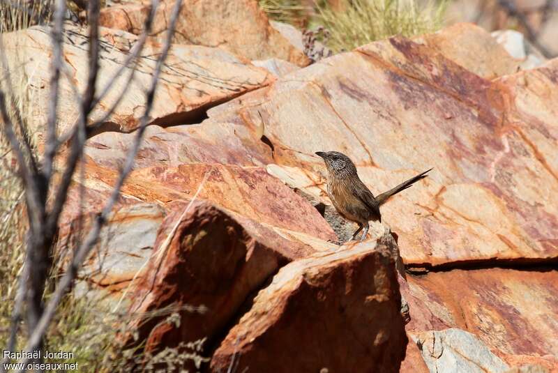 Dusky Grasswrenadult