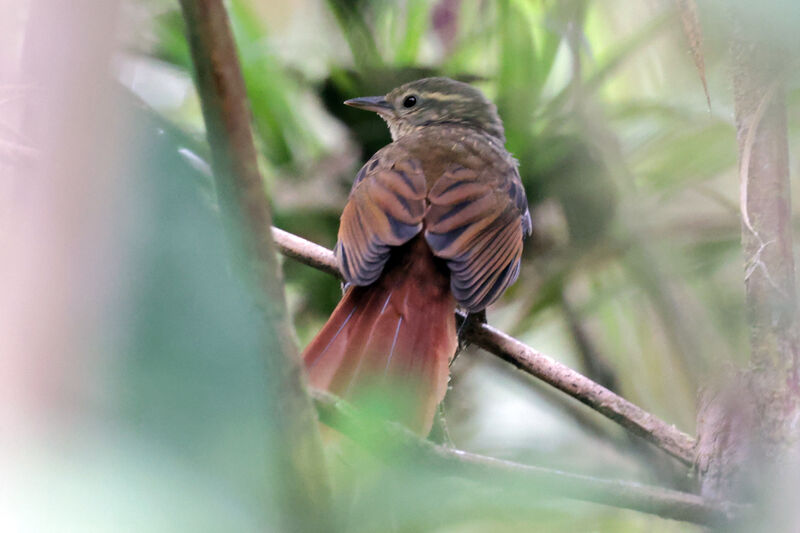 Rusty-winged Barbtail