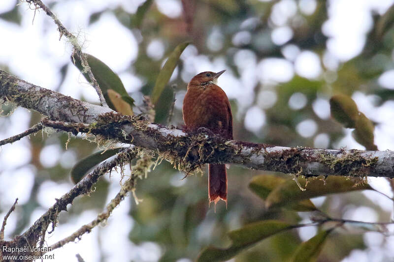 Star-chested Treerunner, identification