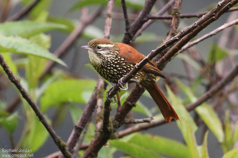 Anabasitte perléeadulte, identification