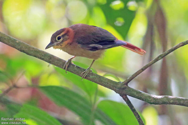 Slaty-winged Foliage-gleaneradult, identification