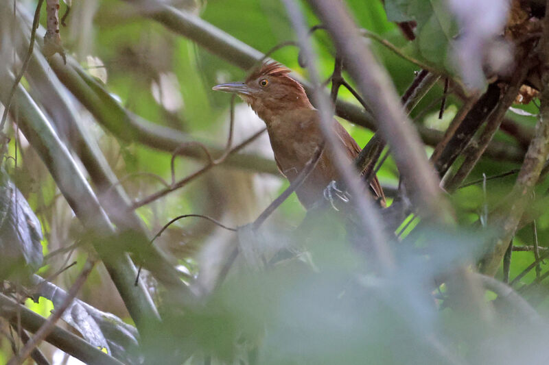 Anabate à couronne rousseadulte, identification