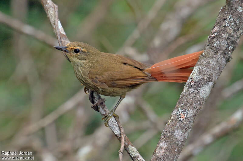 Buff-browed Foliage-gleaneradult, identification