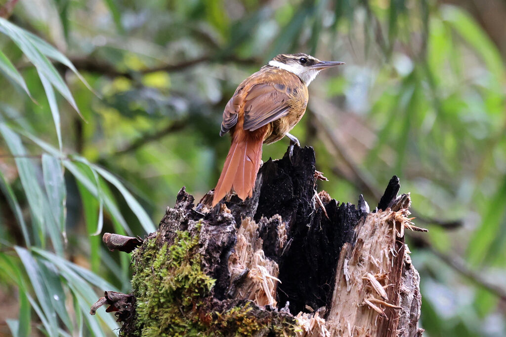 Anabate de Boissonneau