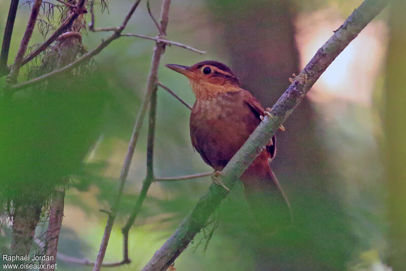 Fawn-throated Foliage-gleaner