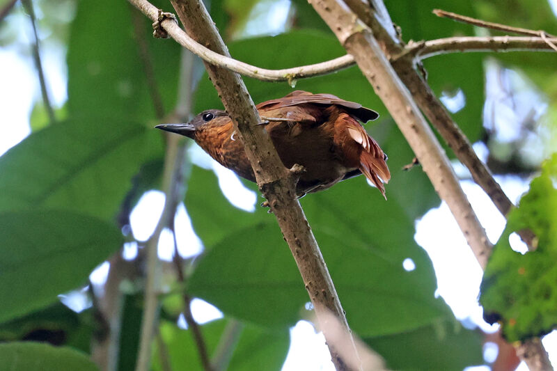 Streak-breasted Treehunter