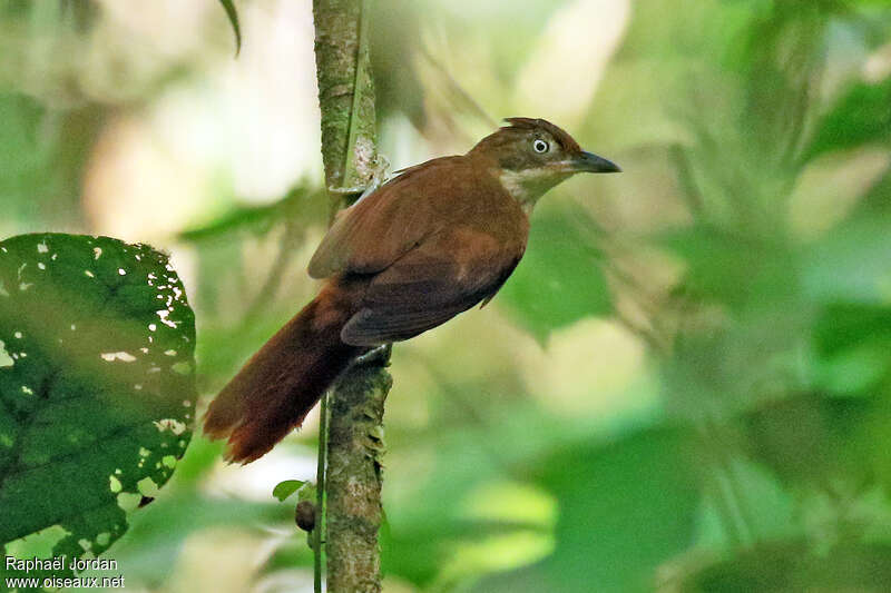 Pernambuco Foliage-gleaneradult, identification