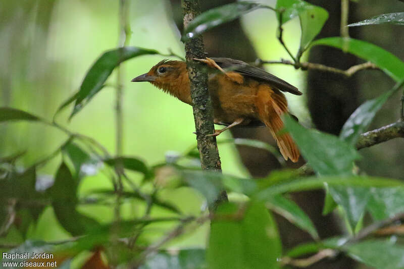 Anabate flamboyantadulte