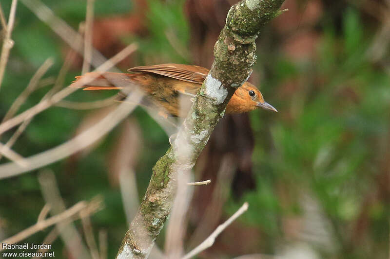 Planalto Foliage-gleaner