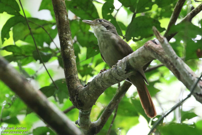 Olive-backed Foliage-gleaneradult, identification