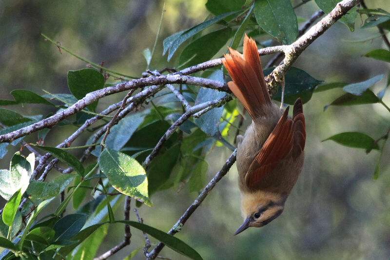 Buff-fronted Foliage-gleaner