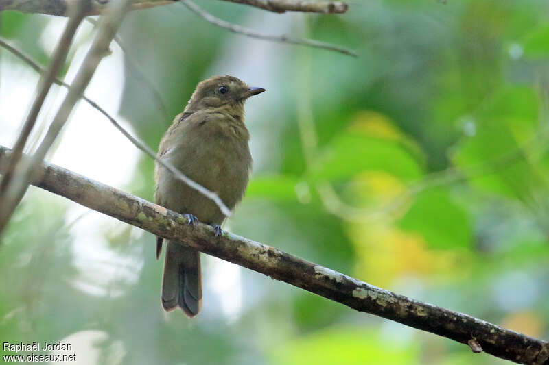 Brown-winged Schiffornisadult, identification