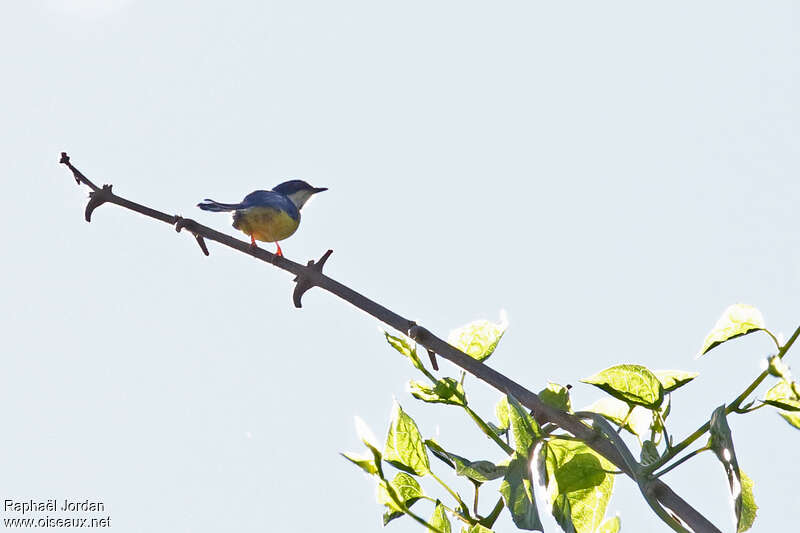 White-winged Apalisadult, identification