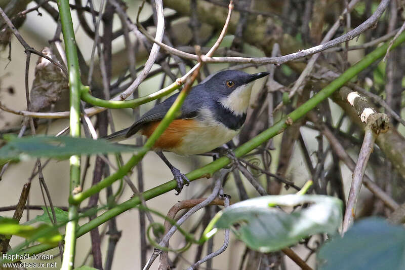 Black-collared Apalisadult, habitat, pigmentation