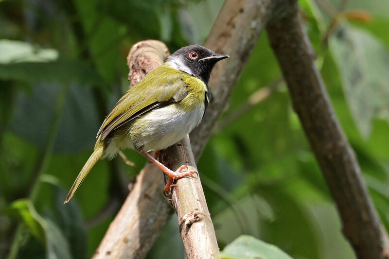 Mountain Masked Apalisadult