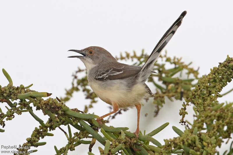 Apalis à front rouxadulte, pigmentation, chant