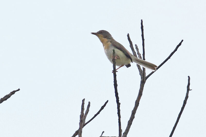 Buff-throated Apalisadult, song