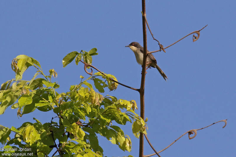 Apalis à tête noireadulte, identification