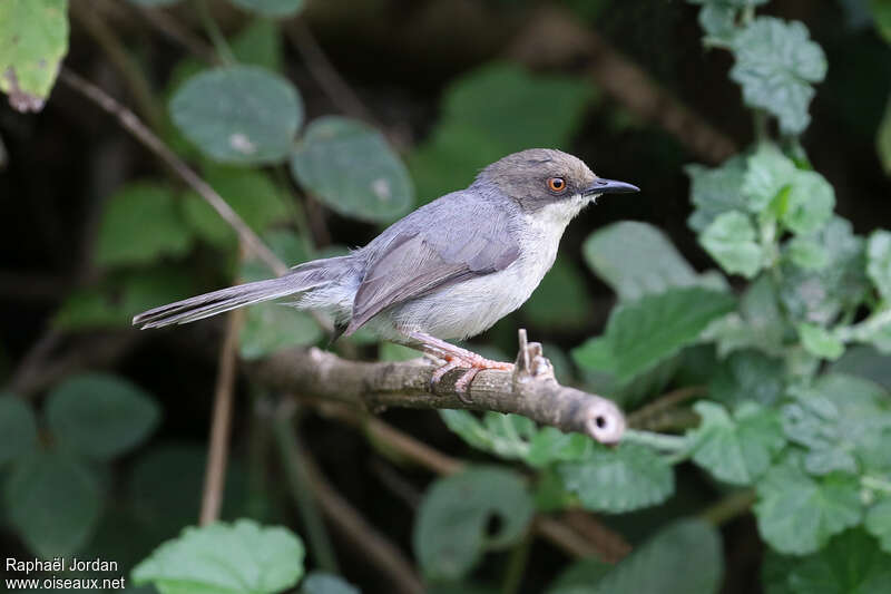 Apalis cendréeadulte, identification