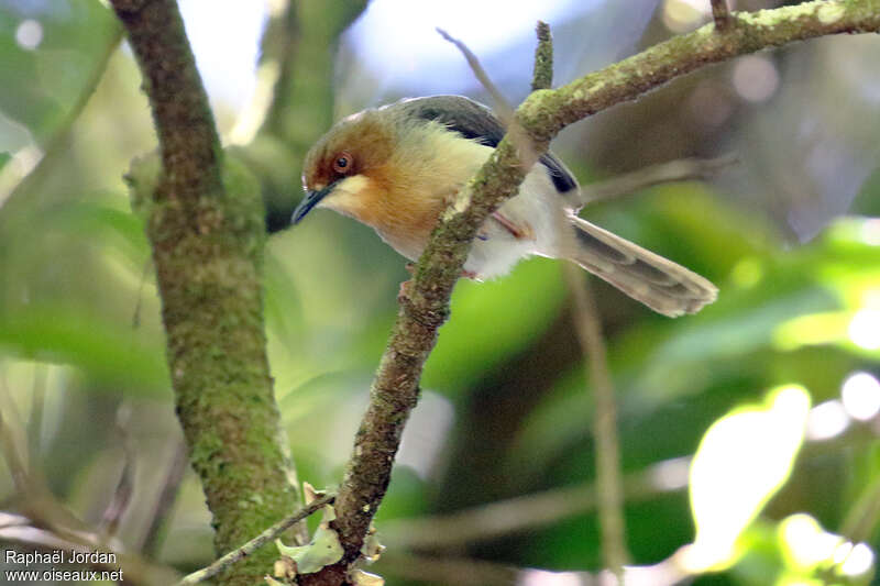 Chapin's Apalisadult, identification