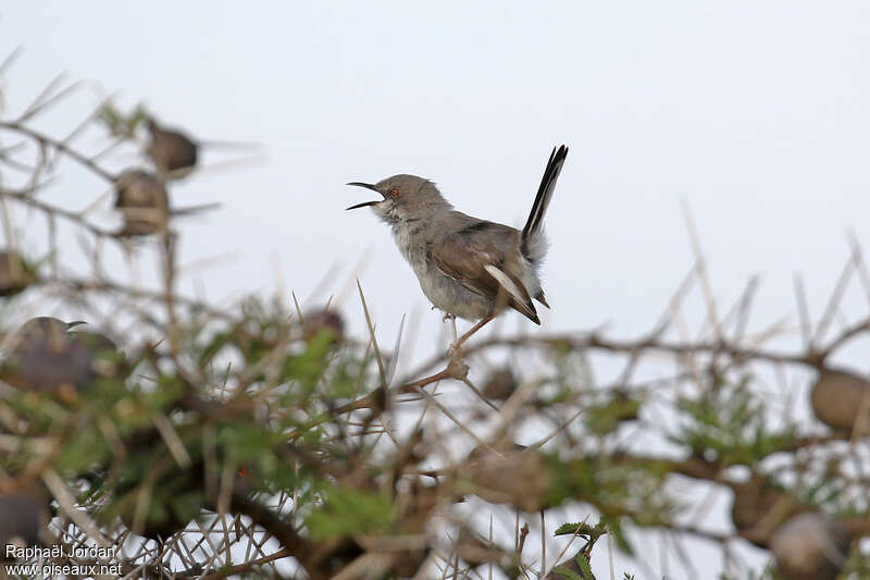 Karamoja Apalisadult, habitat, pigmentation, song