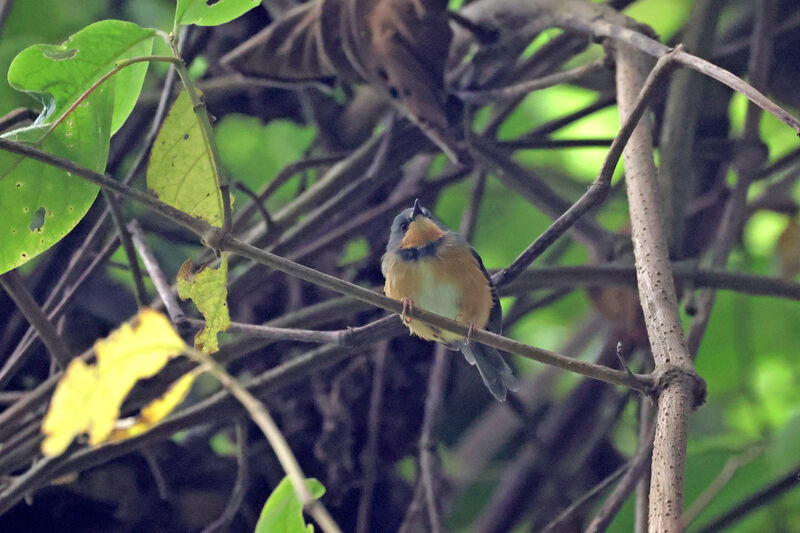 Apalis du Ruwenzori