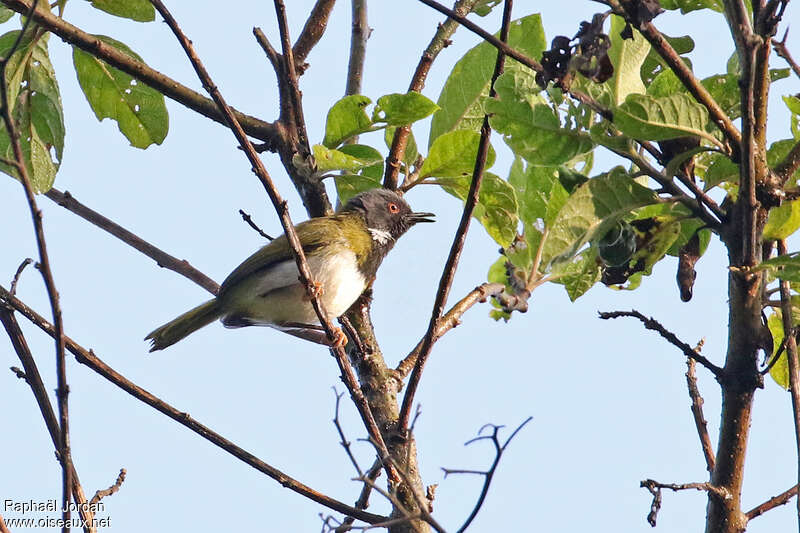 Lowland Masked Apalisadult, song