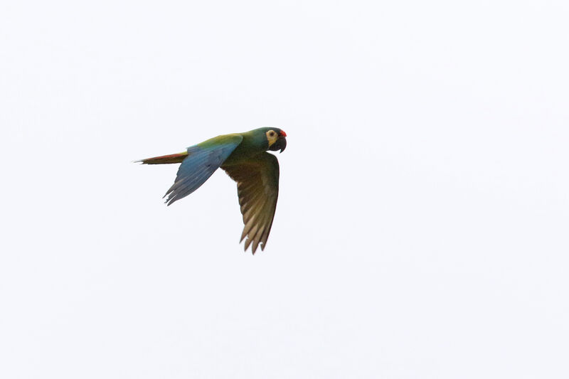 Blue-winged Macaw