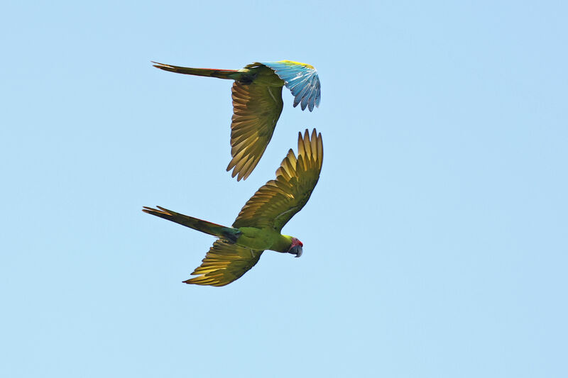 Great Green Macaw