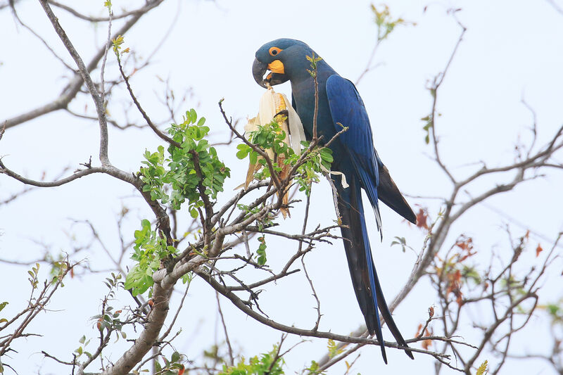 Lear's Macawadult