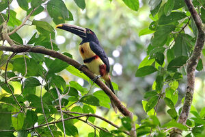 Araçari à bec maculé