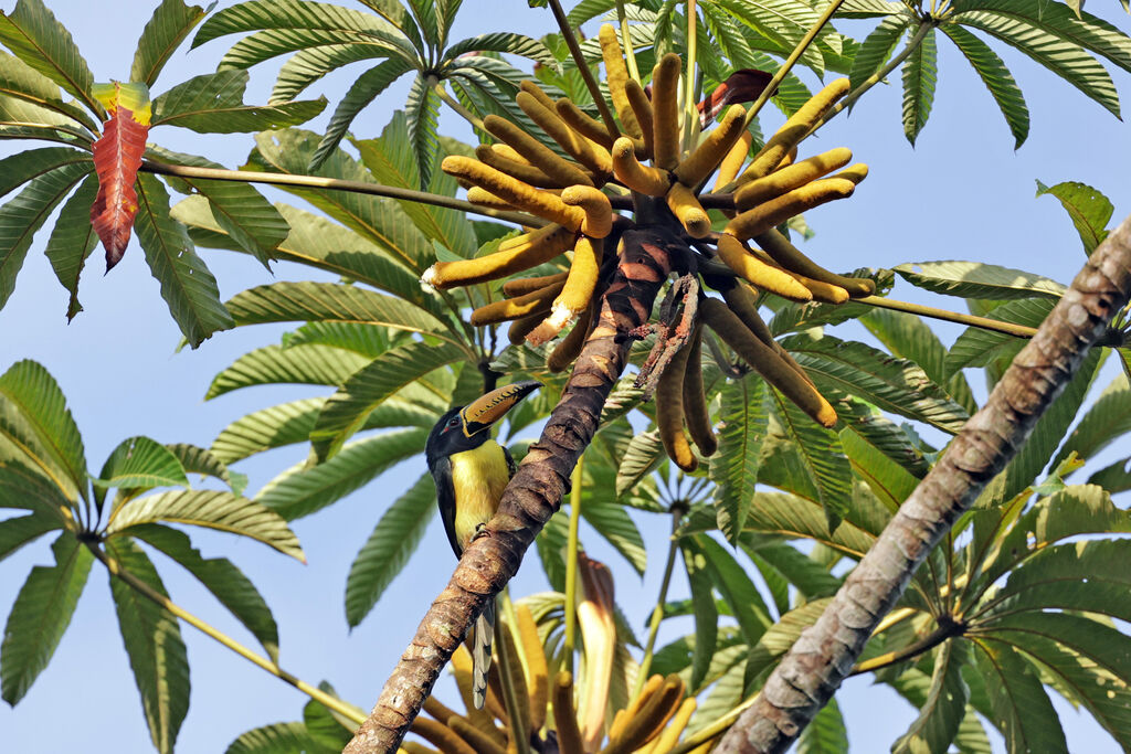 Araçari marqué