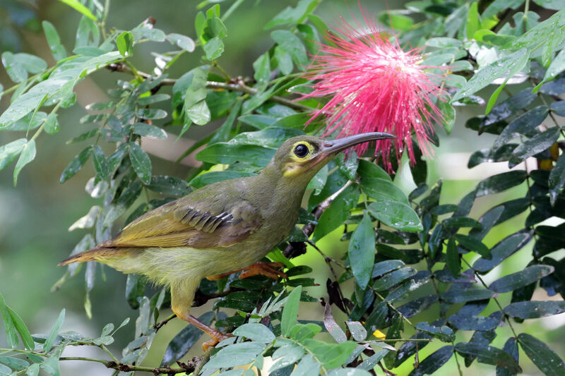 Spectacled Spiderhunter