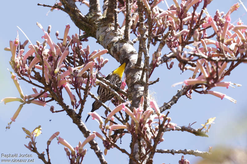 Whitehead's Spiderhunter