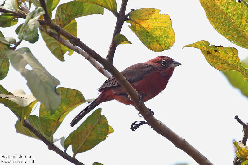 Araguira rougeâtre femelle, identification