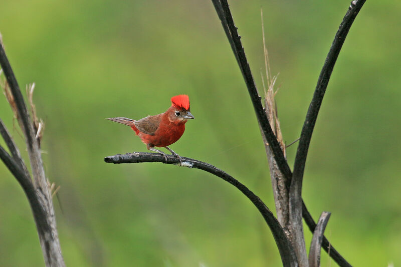 Red Pileated Finch male adult