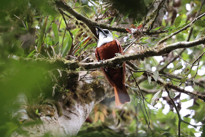 Three-wattled Bellbird male adult