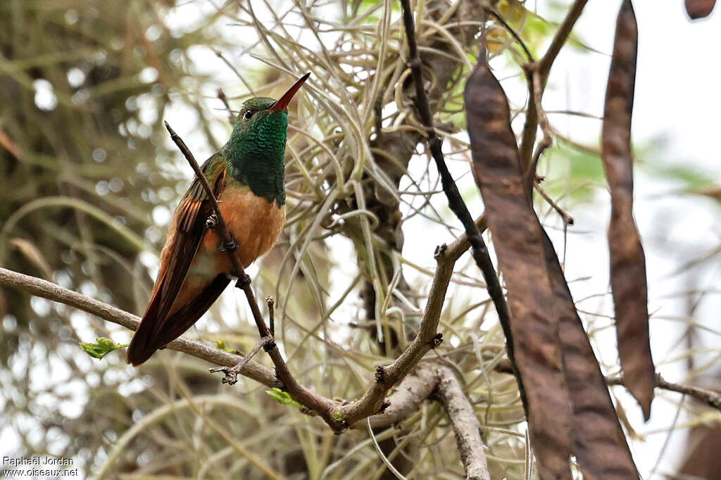 Ariane à ventre roux