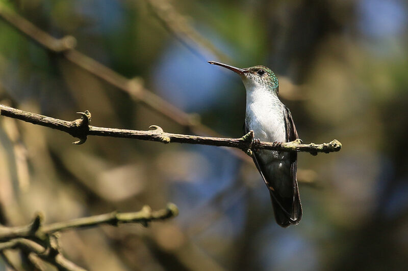 White-bellied Emeraldadult breeding