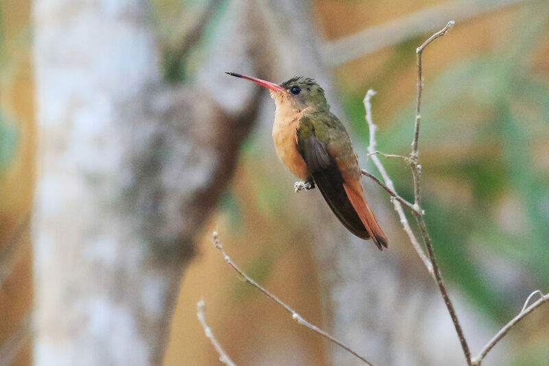 Cinnamon Hummingbird