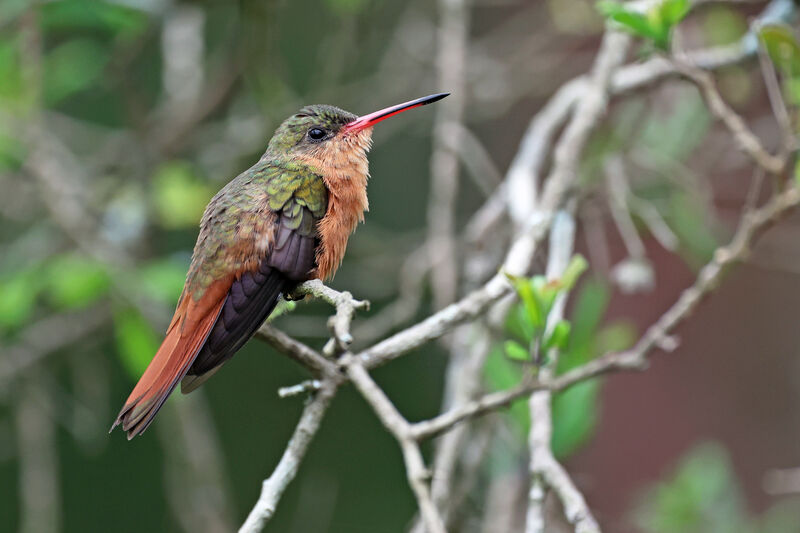 Cinnamon Hummingbird