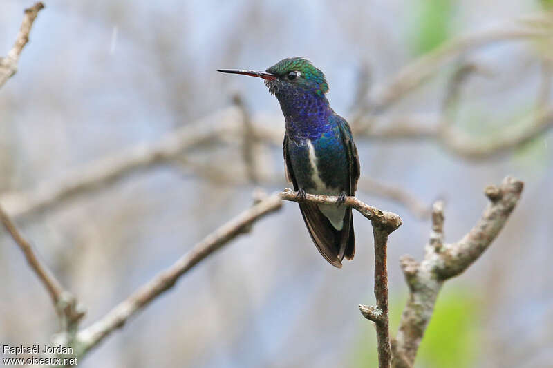 Sapphire-spangled Emerald male adult, identification