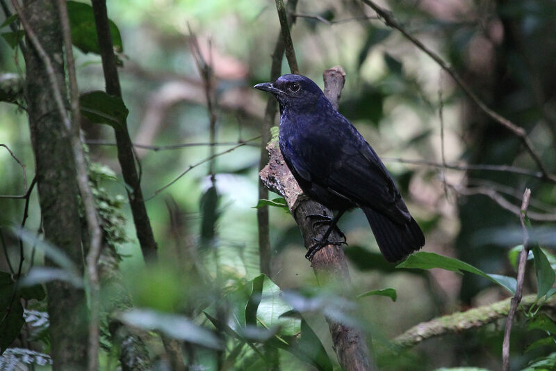 Arrenga bleuetadulte