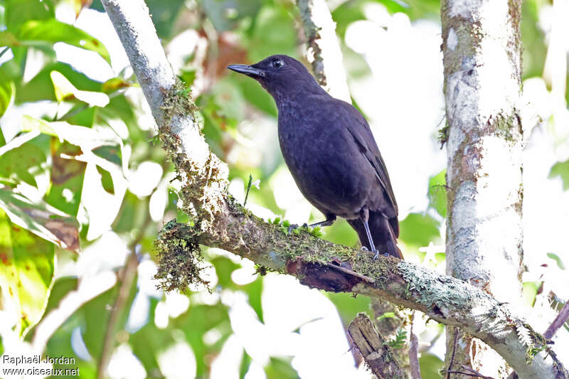 Bornean Whistling Thrush